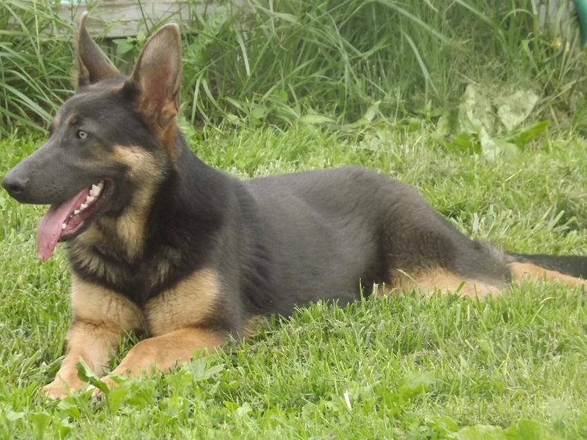 Blue and tan german hot sale shepherd